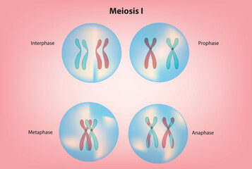 meiosis I - the number of cells is doubled but the number of chromosomes is not (meiosis stage II)