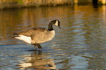 Canada goose, Branta canadensis