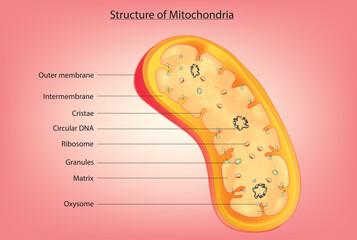 Anatomy of Mitochondrion (3D Structure of Mitochondrion)