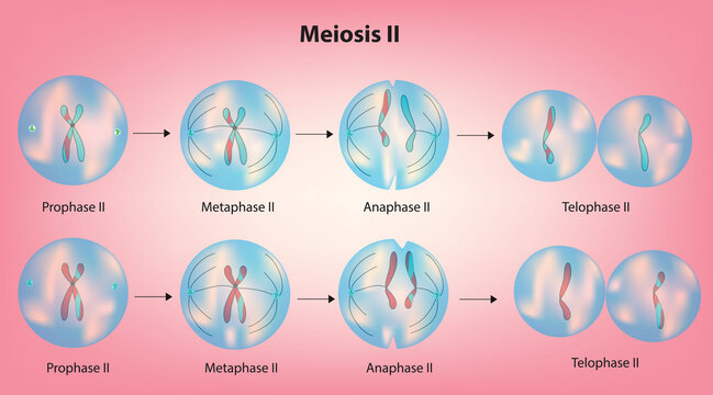 meiosis II - the sister chromatids within the two daughter cells separate, forming four new haploid gametes (meiosis  stage II)