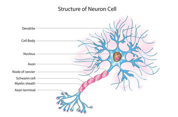 Detailed structure of neuron cell 