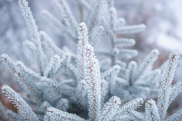 fir needles in the snow, winter forest, fir tree branches with pine needles in frozen hoarfrost, wildlife in winter