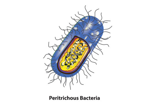 Peritrichous Bacteria structure (several flagella)
