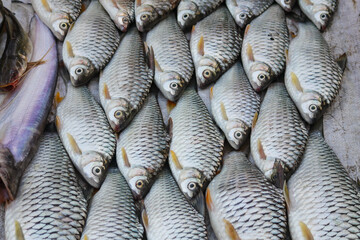 Fresh Silver barb or Barbonymus gonionotus (pa pak kom) sold in the morning market of Luang Prabang, Laos