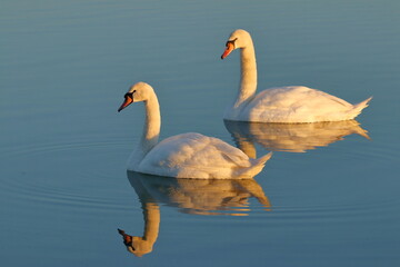 Obraz premium Swans on the lake in warm sunset colors
