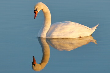 Swan on the lake at sunset