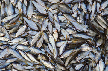 Small silver mekong fishes sold in the Luang Prabang morning market in Laos