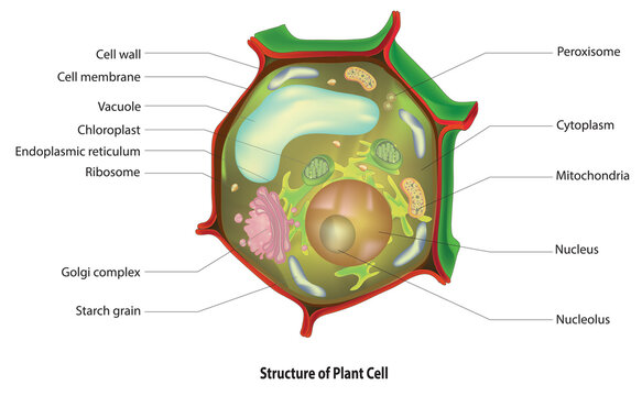 3D Structure of Plant Cell (3D anatomy of plant cell)