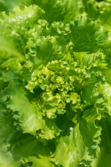 Green lettuce salad leaves close up. Fresh organic food.