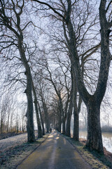 Un matin d'hiver le long du canal du midi