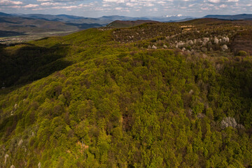 Old spruce forests of Ukraine, the tops of the Carpathian mountains, above the mountains.