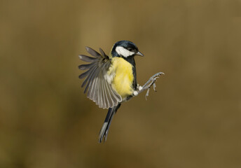 Great tit, Parus major