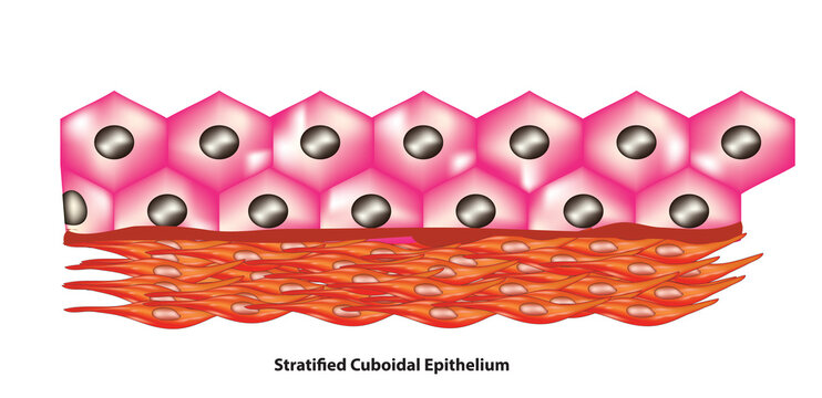 Stratified Cuboidal Epithelium Anatomy