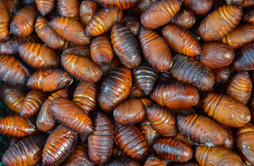 Close up of Silk worm pupae sold at the famous exotic morning market in Luang Prabang, Laos.