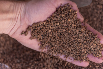 Close-up of a handful of crushed olive pits in the hands of a man. Concept of organic crushed olive seeds used as biofuel. Biofuel component. Biomass energy.