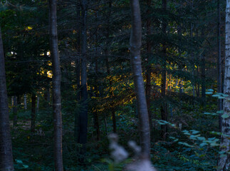 Obraz premium morning in the woods