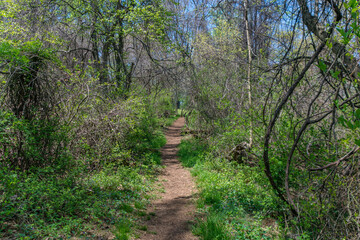 Trail through tall trees in a lush forest, Shenandoah National Park, Virginia.