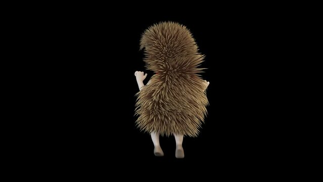 Hedgehog dancing funny dance.
