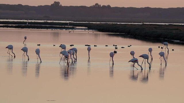 Italy Tuscany Grosseto Castiglione della pescaia, maremma, along the river Bruna Diaccia Botrona, flamingos in the lagoon feed at sunset