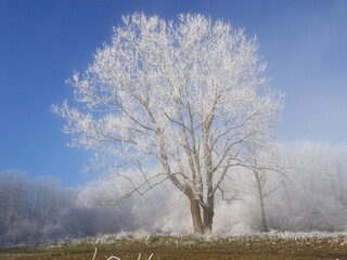 winter tree with hoarfrost hesselberg bavaria