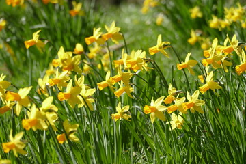 Gelbe Narzissen, Narzissenblüte (Narcissus Pseudonarcissus), Deutschland