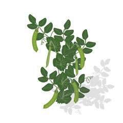 Pea pods with leaves and shoots. Vectir graphics