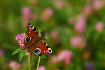 Tagpfauenauge beim Sonnenbad