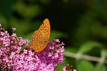 Kaisermantel oder Silberstrich (Argynnis paphia) auf Sommerflieder