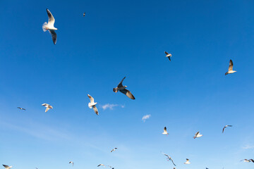 Grupo de aves marinas (gaviotas) volando sobre un cielo azúl. Gaviota reidora​ (Chroicocephalus ridibundus) Gaviota sombría (Larus fuscus) gaviota patiamarilla​ (Larus michahellis)
