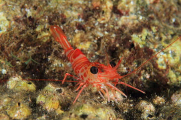 Prawn walking among the algae on a rock at night underwater.