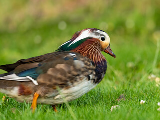 A Mandarin Duck walking on a meadow