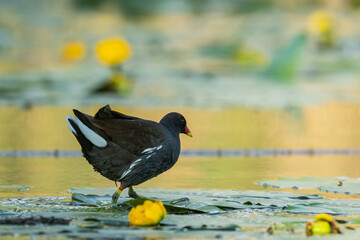 An adult common moorhen walking on water lilies