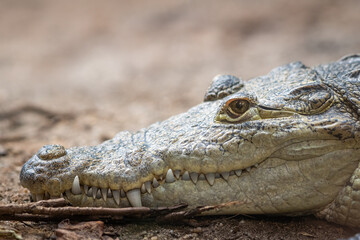 Portrait of a Mexican crocodile in a zoo
