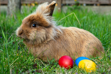 Brown dwarf rabbit and three easter eggs in the meadow