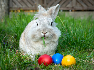 White dwarf rabbit and three easter eggs in the meadow