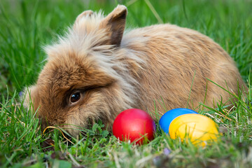 Brown dwarf rabbit and three easter eggs in the meadow