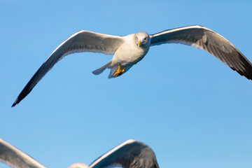 Gaviota sombría (Larus fuscus) volando sobre un cielo azúl. Tarragona, España, Mar Mediterráneo.