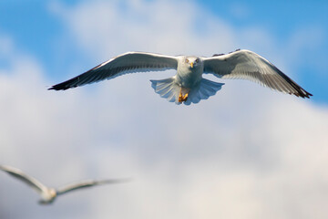 Gaviota sombría (Larus fuscus) volando sobre un cielo azúl. Tarragona, España, Mar Mediterráneo.