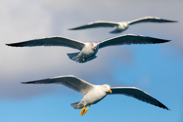 Gaviota sombría (Larus fuscus) volando sobre un cielo azúl. Tarragona, España, Mar Mediterráneo.
