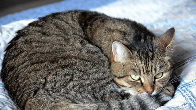 Portrait of striped brown cat with blinking eyes. The pet falls asleep. Selective focus face of tabby cat green eyes is lying on a blanket.