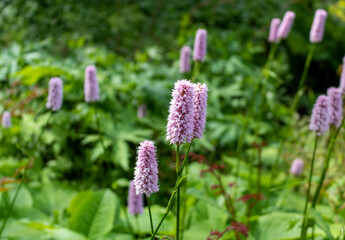 Persicaria bistorta with light white flowers