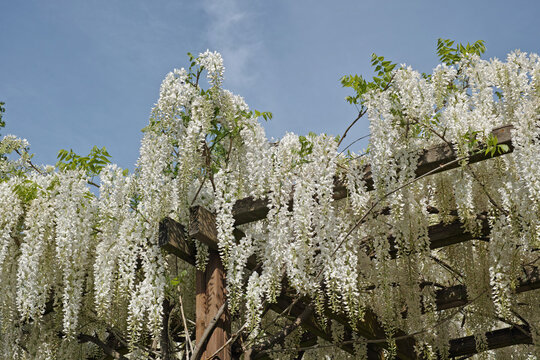 wisteria sinensis alba in full blooming on a wooden framework