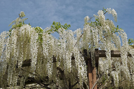 wisteria sinensis alba, blooming in springtime