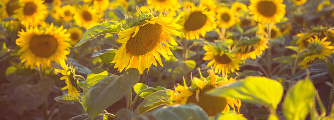 Fototapeta na wymiar Banner with sunflower field motif, luminous colors. Natural photo of sunflower.
