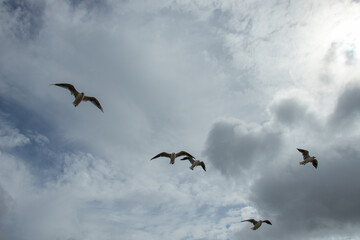 Seabirds in the stormy sky.