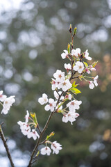 Beautiful Sakura Cherry Blossom is blooming with sprout in Alishan National Forest Recreation Area in Taiwan.