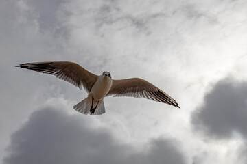 Seabirds in the stormy sky.