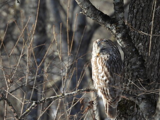 Ezo Owl in eastern Hokkaido