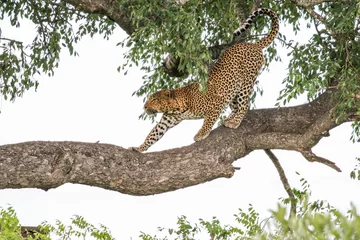 Papier Peint photo Lavable Léopard Leopard in a tree, Kruger National Park