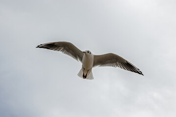 Seabirds in the stormy sky.